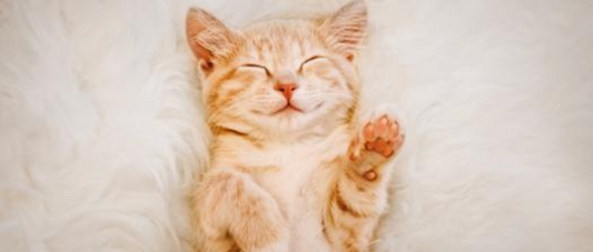 Probiotics and Prebiotics in Cat Food: A Scientific Overview