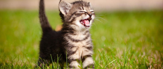 Carbohydrates in Homemade Cat Treats: Necessary or Not?