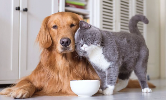 The Evolutionary Diet: How Understanding Ancestral Diets Can Benefit Your Pet