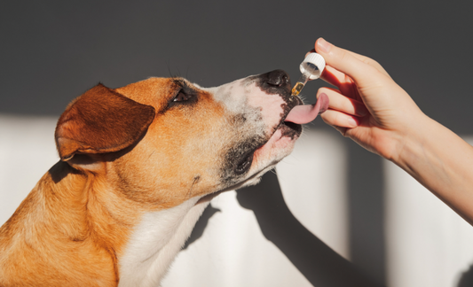 Can Superfoods Replace Medication? A Look at Natural Alternatives for Dog Health and Homemade Treats