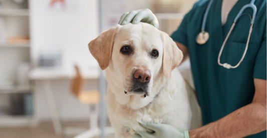 Inspiring Tales of Dogs Overcoming Health Issues with Proper Diet